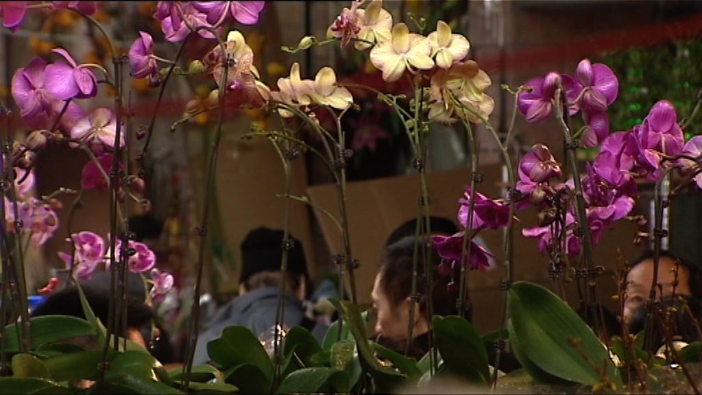 賀年盆栽受寒冷天氣影響　售價升兩成