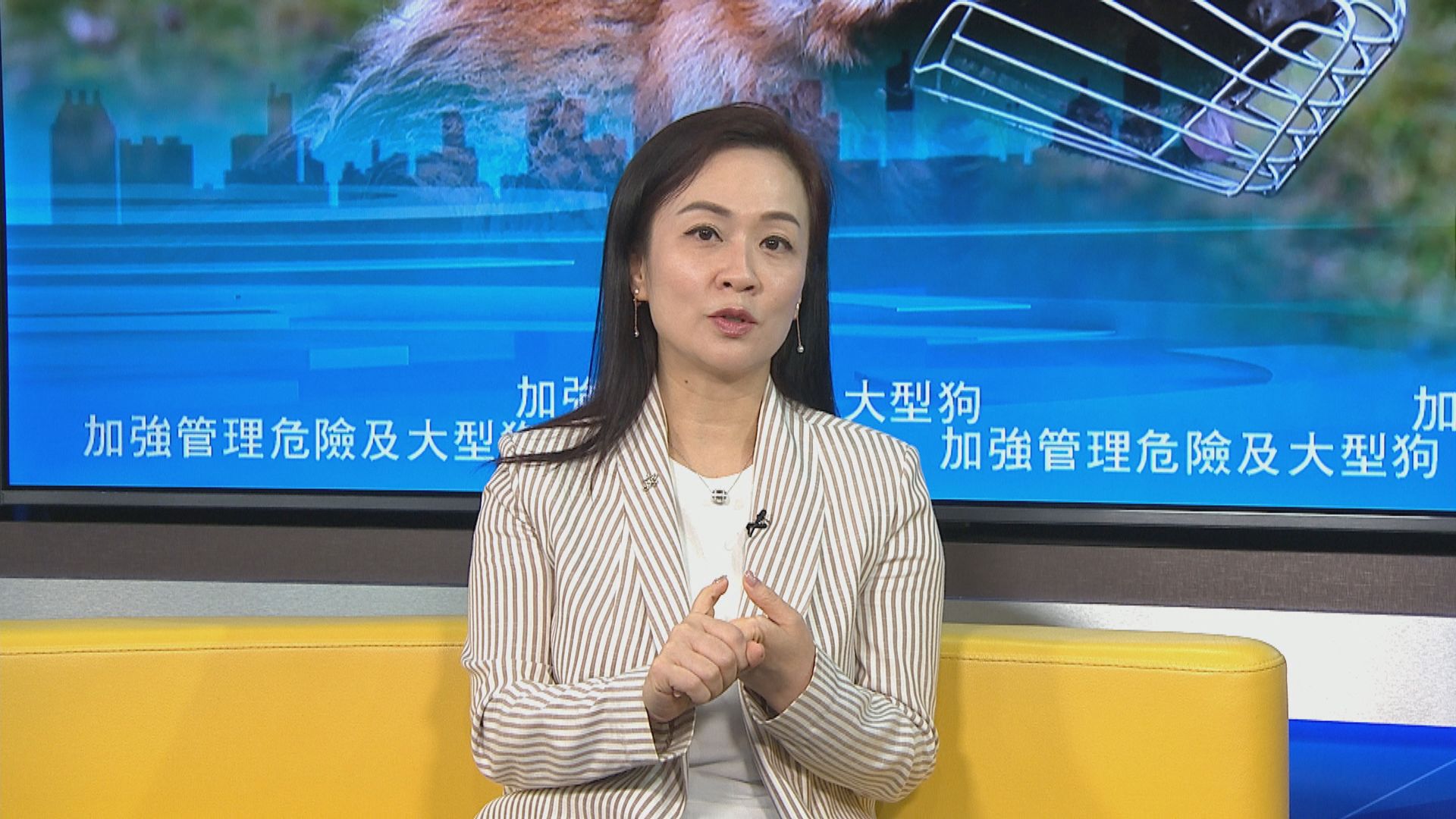 議員倡提高走私危險狗隻罰則　關注權益稱加強狗主管教寵物