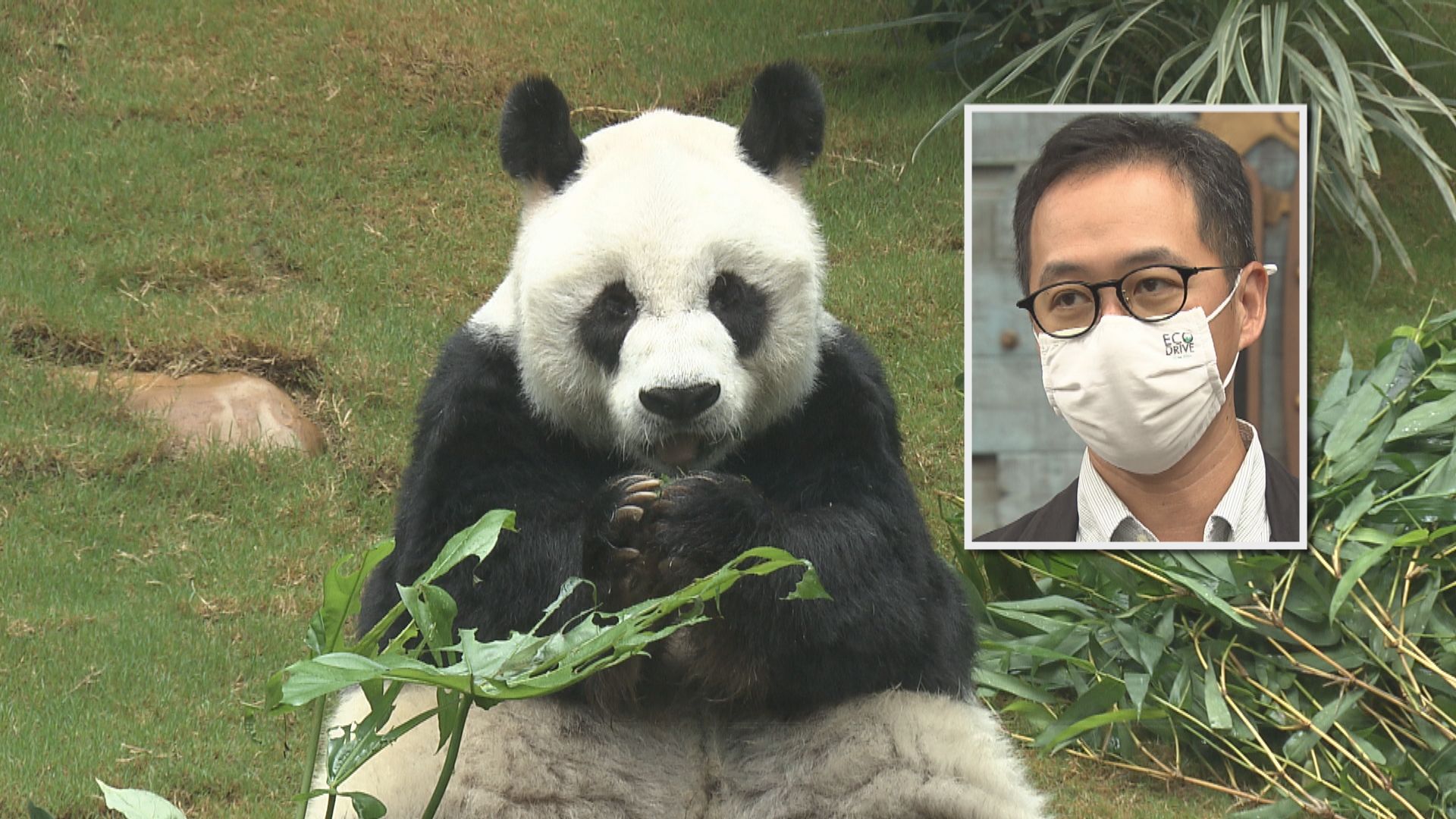 海洋公園主席龐建貽指安安離世前24小時照顧　狀況愈來愈差