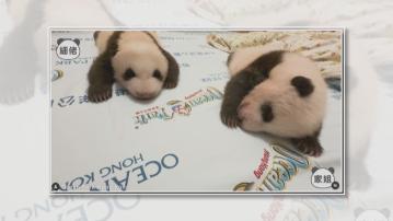 龐建貽料大熊貓龍鳳胎即將開眼　冀農曆新年與公眾見面