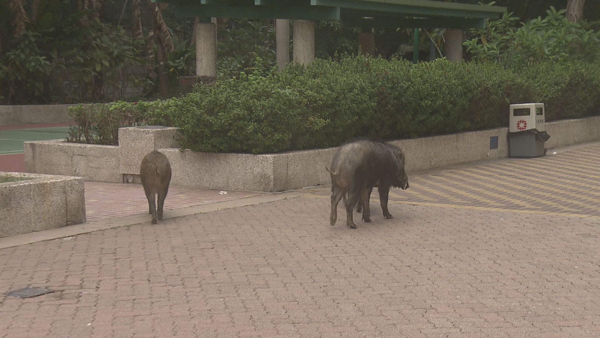 梁肇輝：有迫切捕殺野豬　會檢討當晚行動的安排