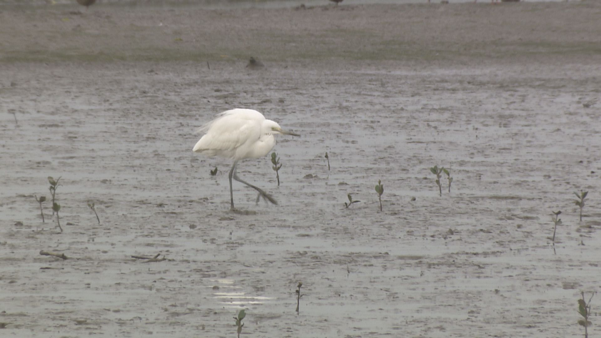 米埔自然護理區鳥糞驗出H5N1禽流感病毒