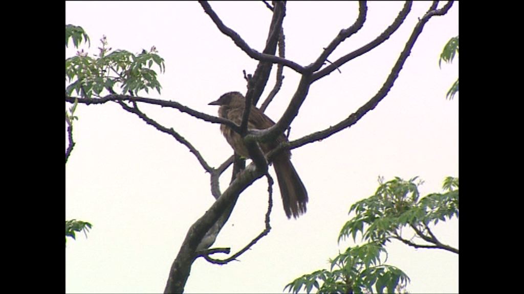 米埔有鳥糞樣本驗出H5N6