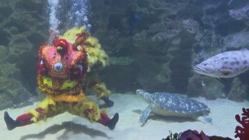 馬來西亞水族館水底舞獅喜迎龍年