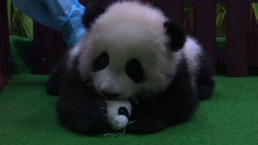 馬來西亞雌性大熊貓首次見公眾