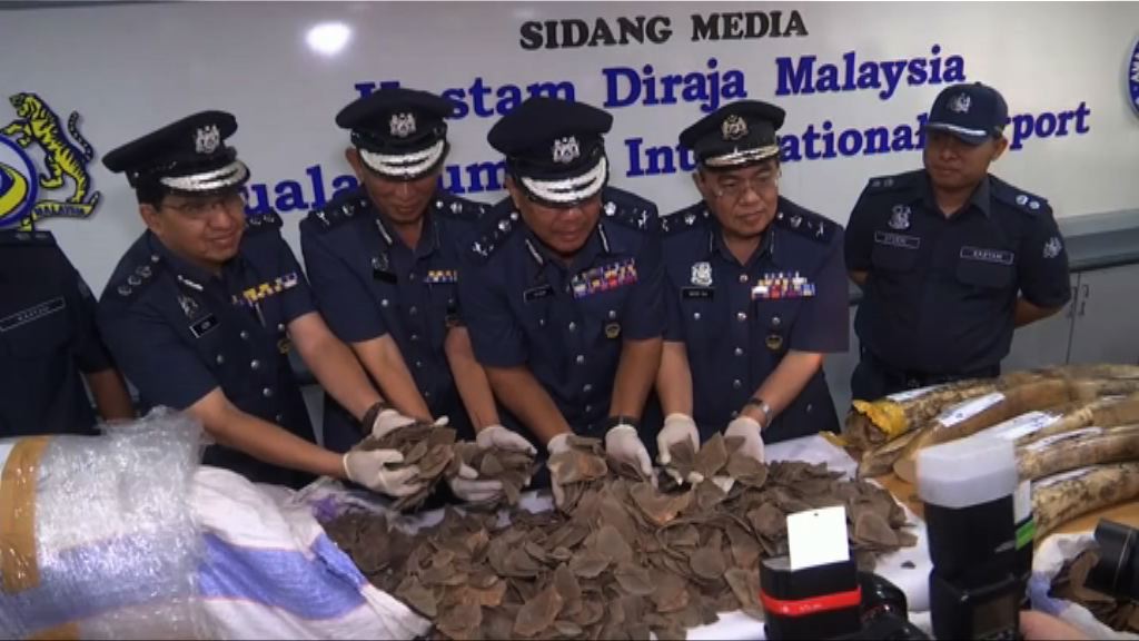 馬來西亞檢獲走私象牙和穿山甲鱗片