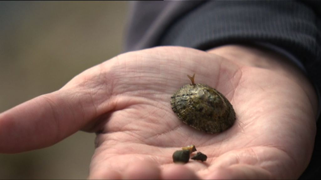 港大批海洋保育不足　促增海岸公園範圍