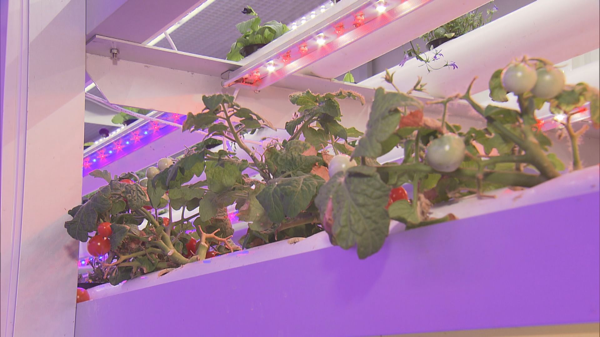 香港科技公司輸出水耕技術　協助中東地區改善蔬菜自給率