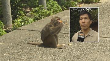 【猴疱疹病毒】漁護署：每年檢控約100宗非法餵飼 難以杜絕需加強教育
