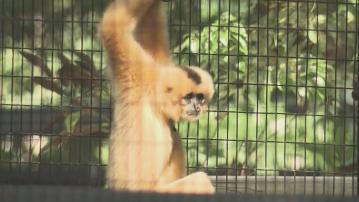 醫生指長期病患或免疫功能低人士屬高危群組　應小心留意類鼻疽