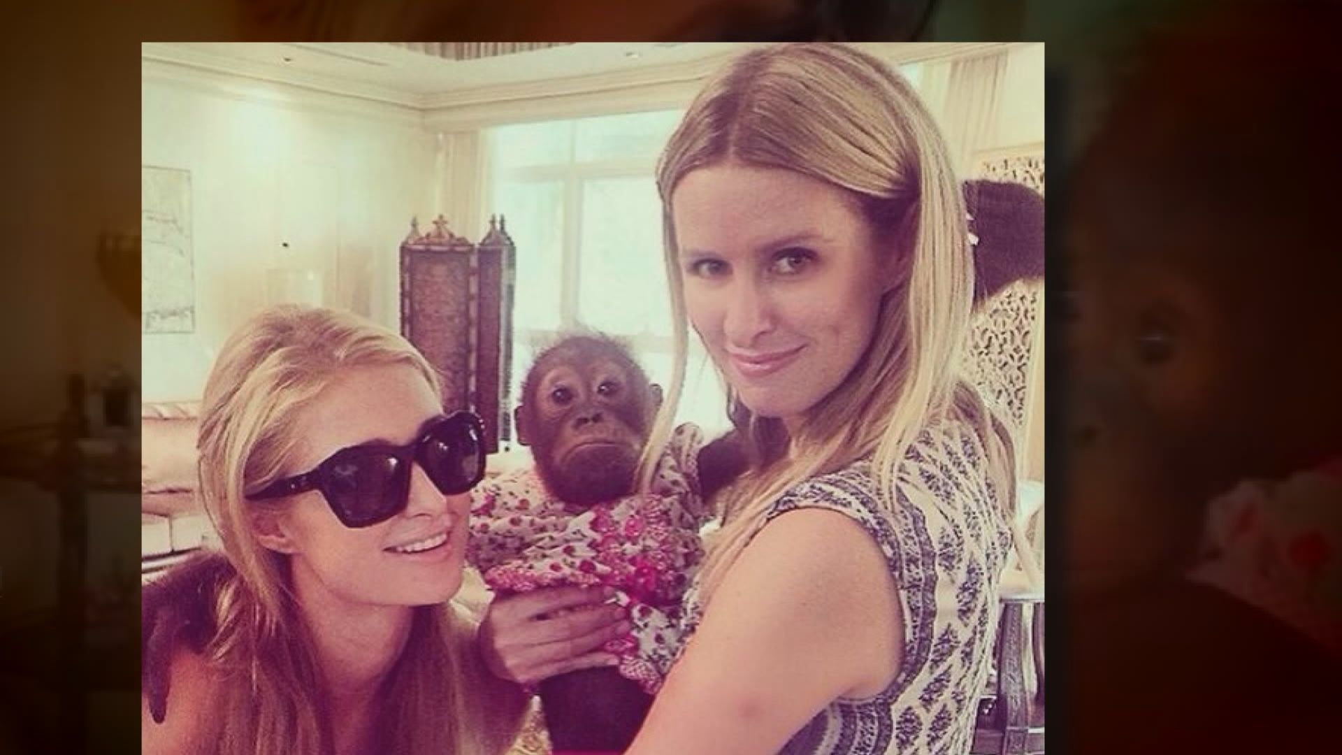 環保組織籲勿分享與野生靈長類動物合照　免助長非法動物交易