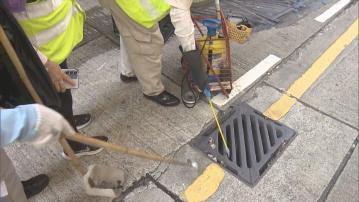 基孔肯雅熱｜食環署在患者葵涌居處附近滅蚊　謝展寰：以蚊滅蚊仍在試驗階段