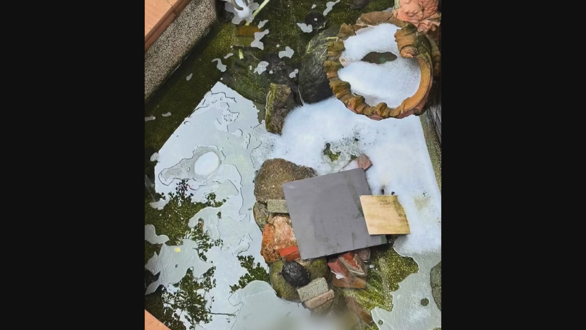 馬鞍山錦英苑水池遭投入洗衣球灼傷烏龜　警拘一男