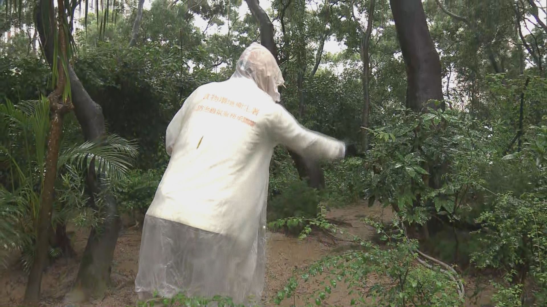 食環署繼續到獅子山公園滅蚊