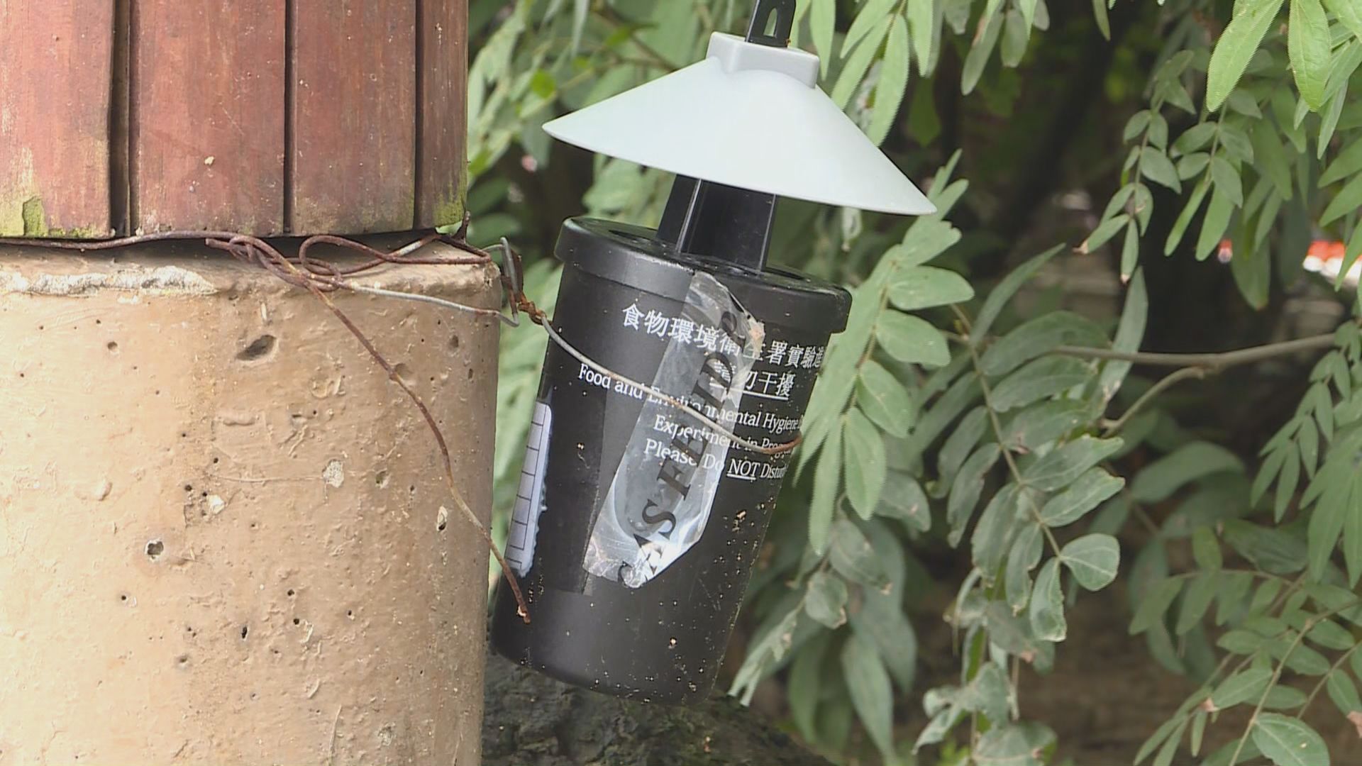 食環署月內將分階段公布各區白紋伊蚊誘蚊產