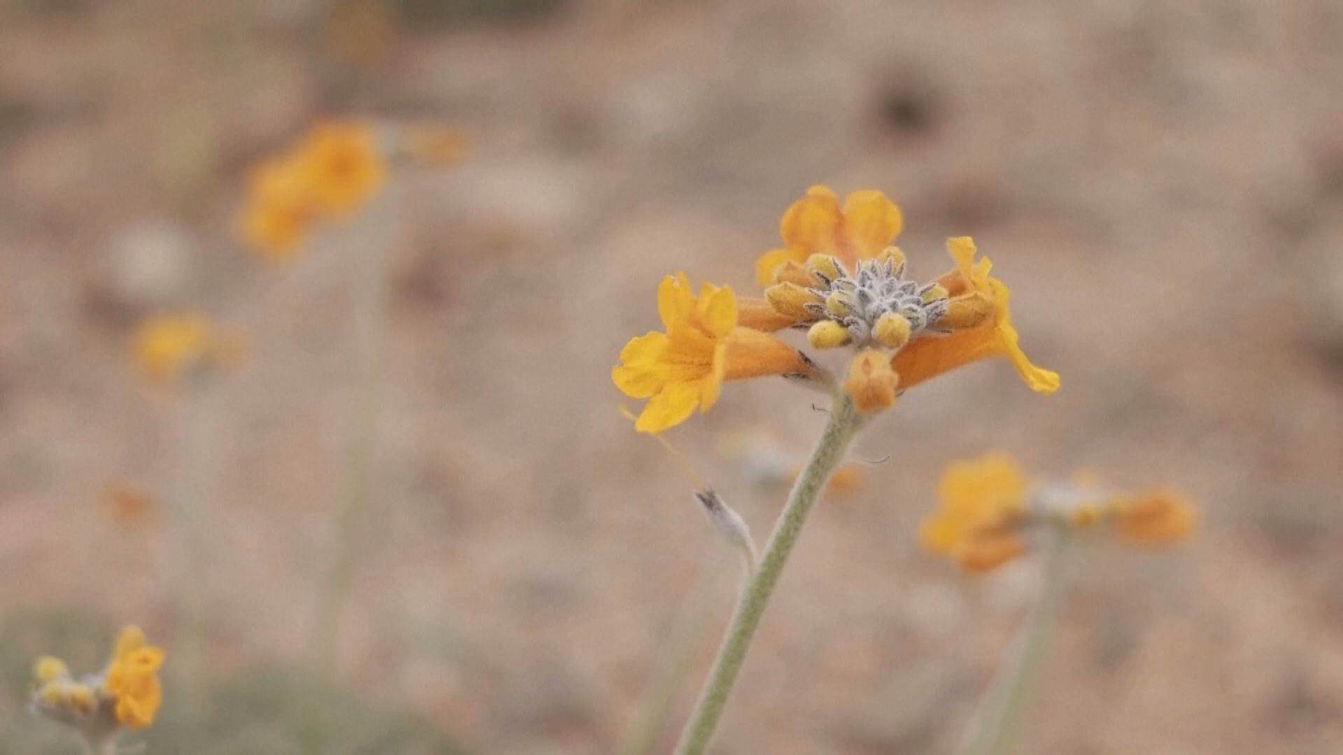 MV共賞｜智利最乾燥沙漠連場暴雨　罕有提前開花