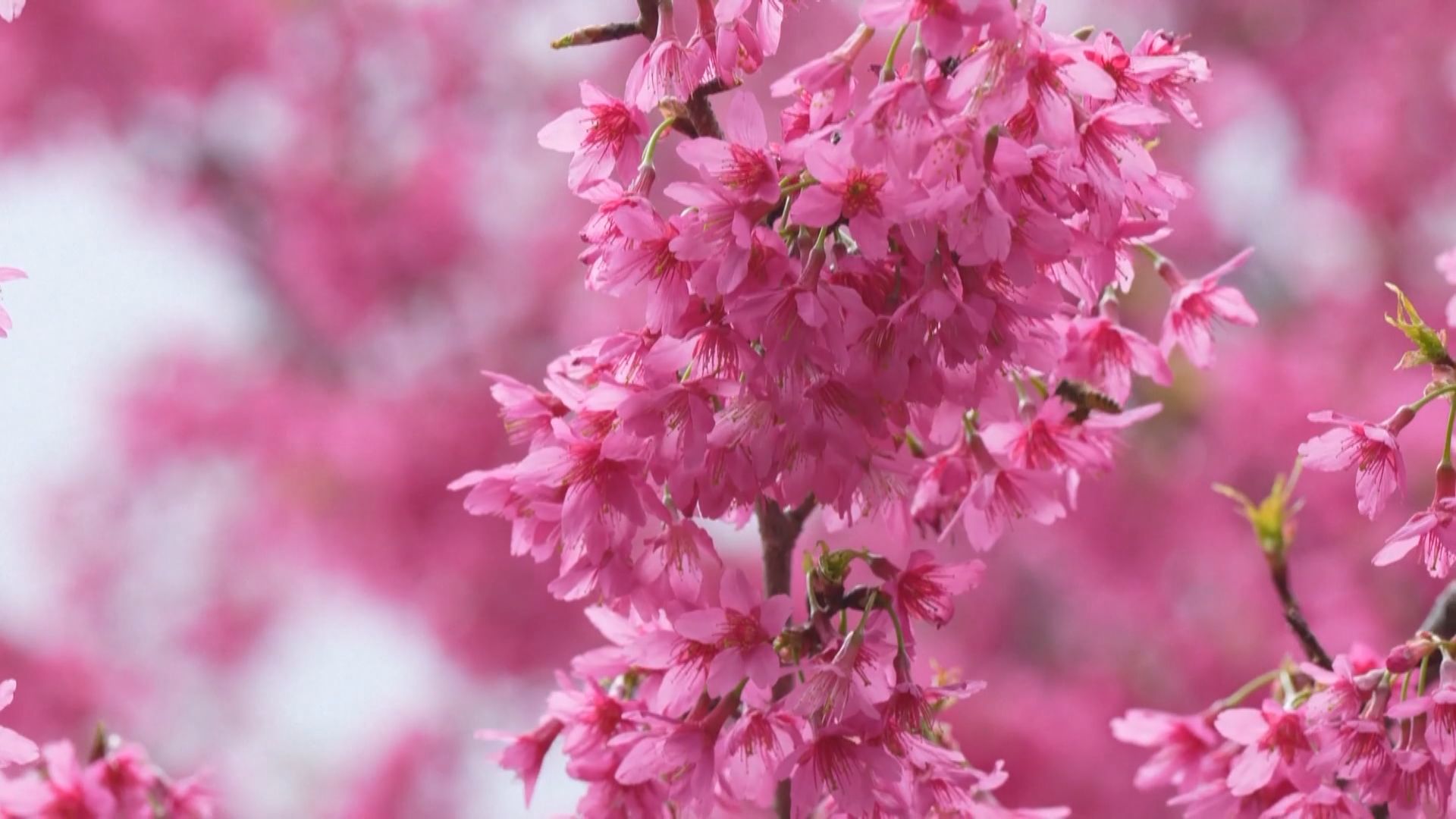 內地多處梅花櫻花盛放　吸引遊人觀賞打卡