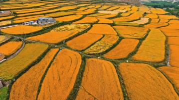 MV共賞｜青海梯田豐收層次分明　美不勝收