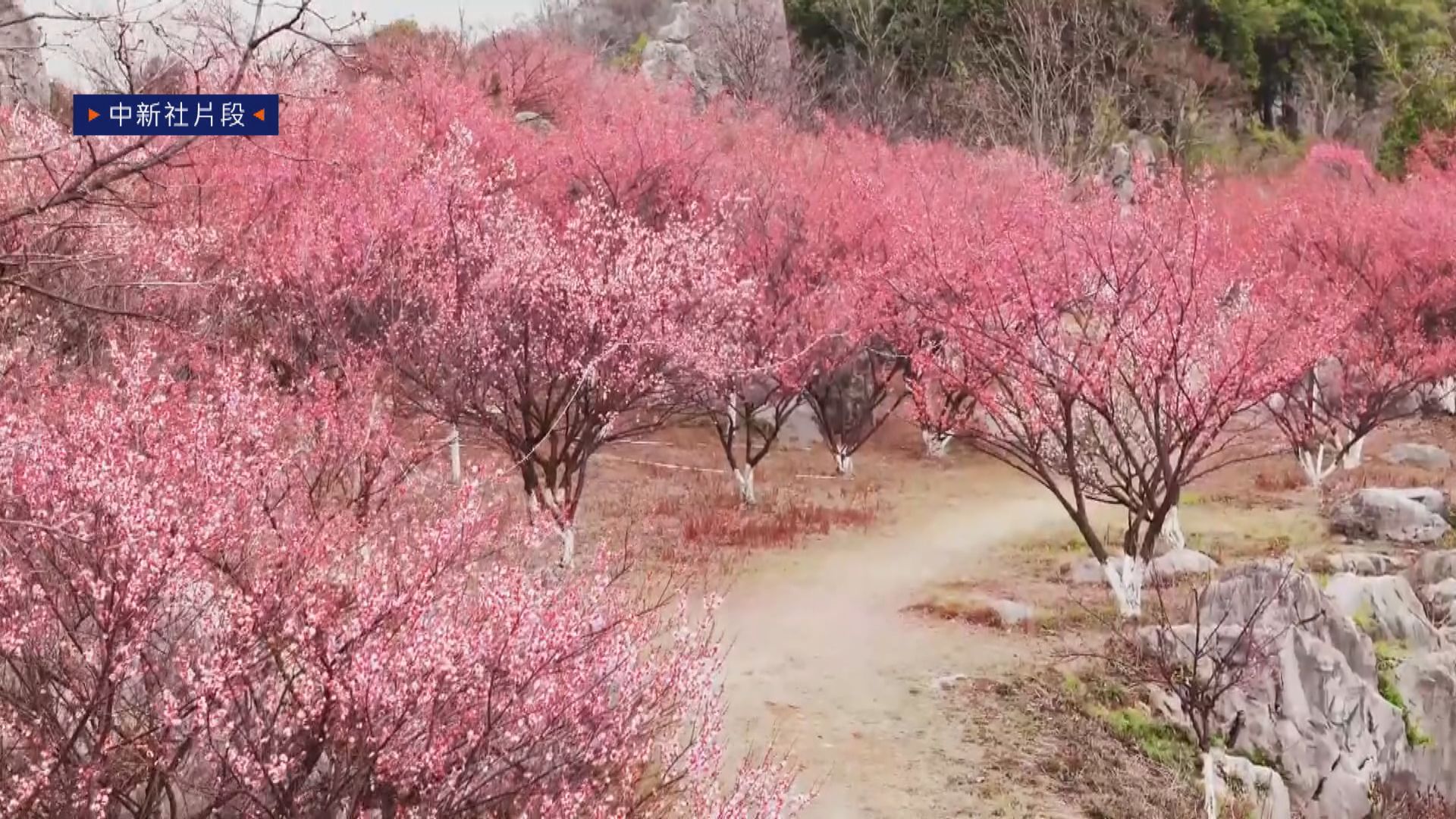 MV共賞｜乍暖還寒　江西樂平迎來梅花盛放