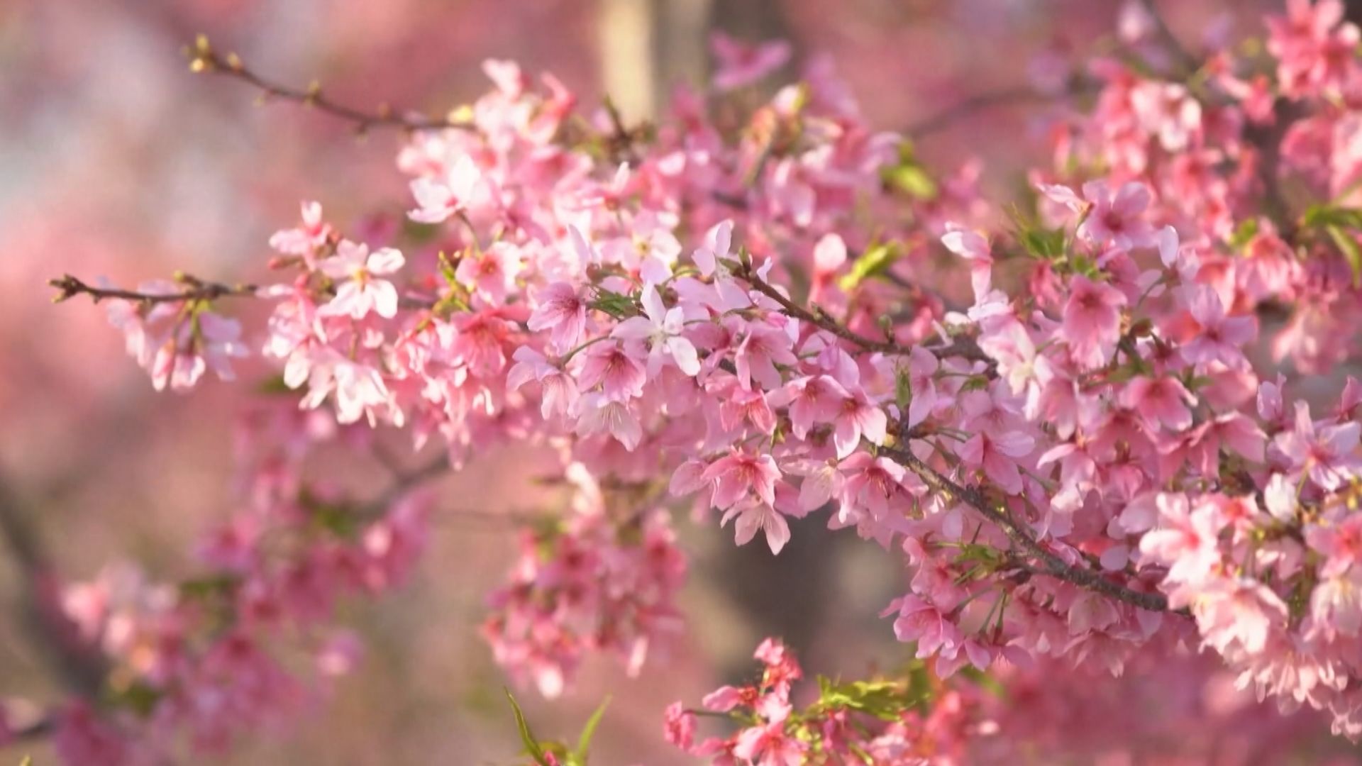 MV共賞｜春暖花開　福建清流三十多萬棵櫻花盛放