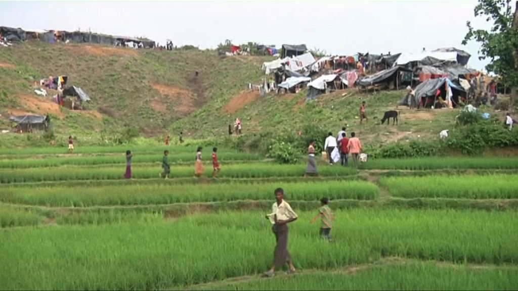 緬甸軍隊疑在孟加拉邊境埋地雷