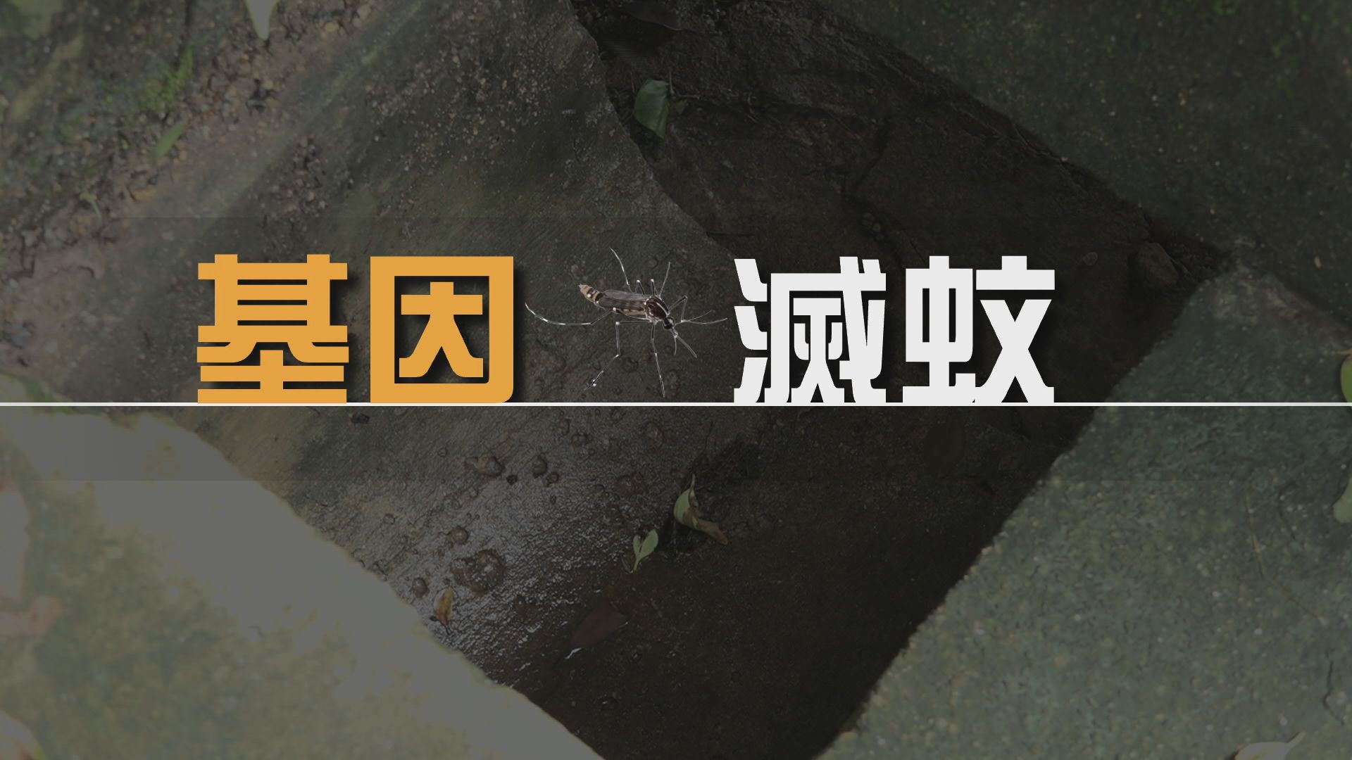 【新聞智庫】基因滅蚊