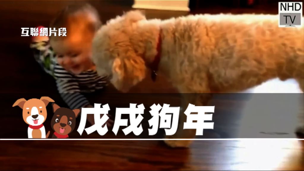 【新聞智庫】戊戌狗年