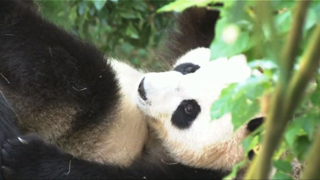 【新聞智庫】熊貓大使