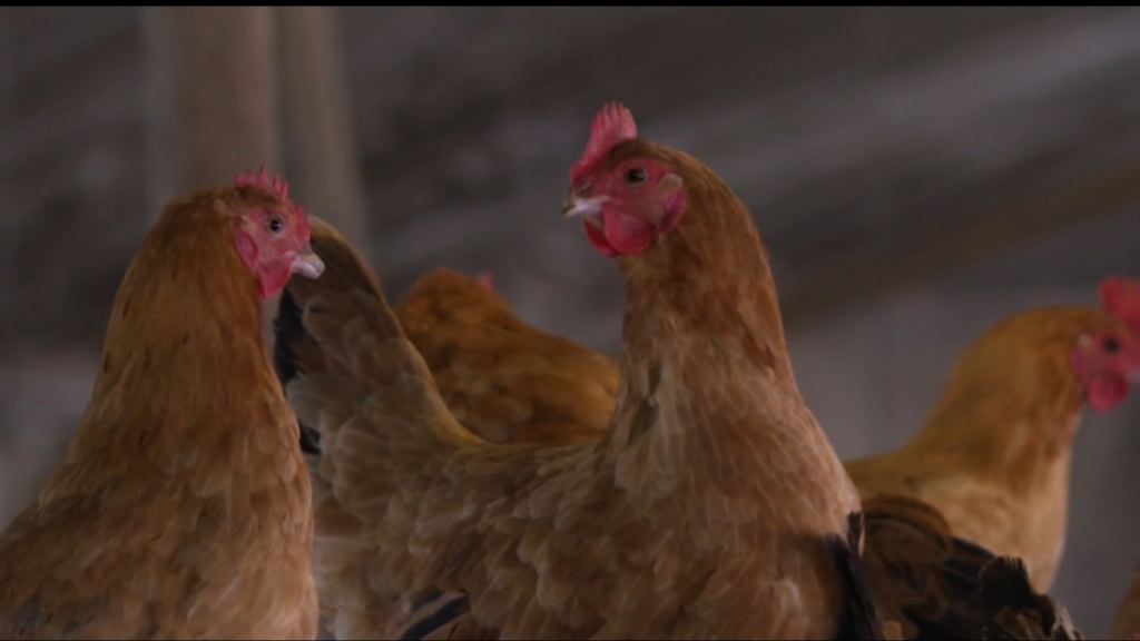 有上海雞場指訂單比平日多3倍