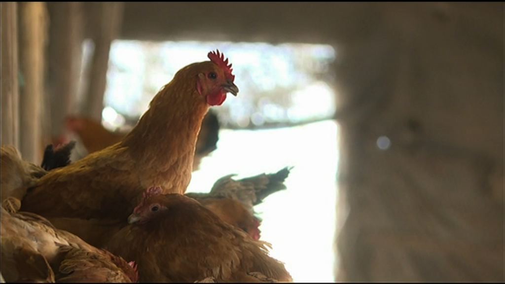 【生意難做】滬雞農呻「雞年無雞味」