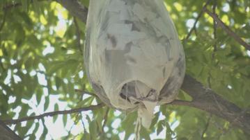 北韓被指再向南韓散發垃圾氣球