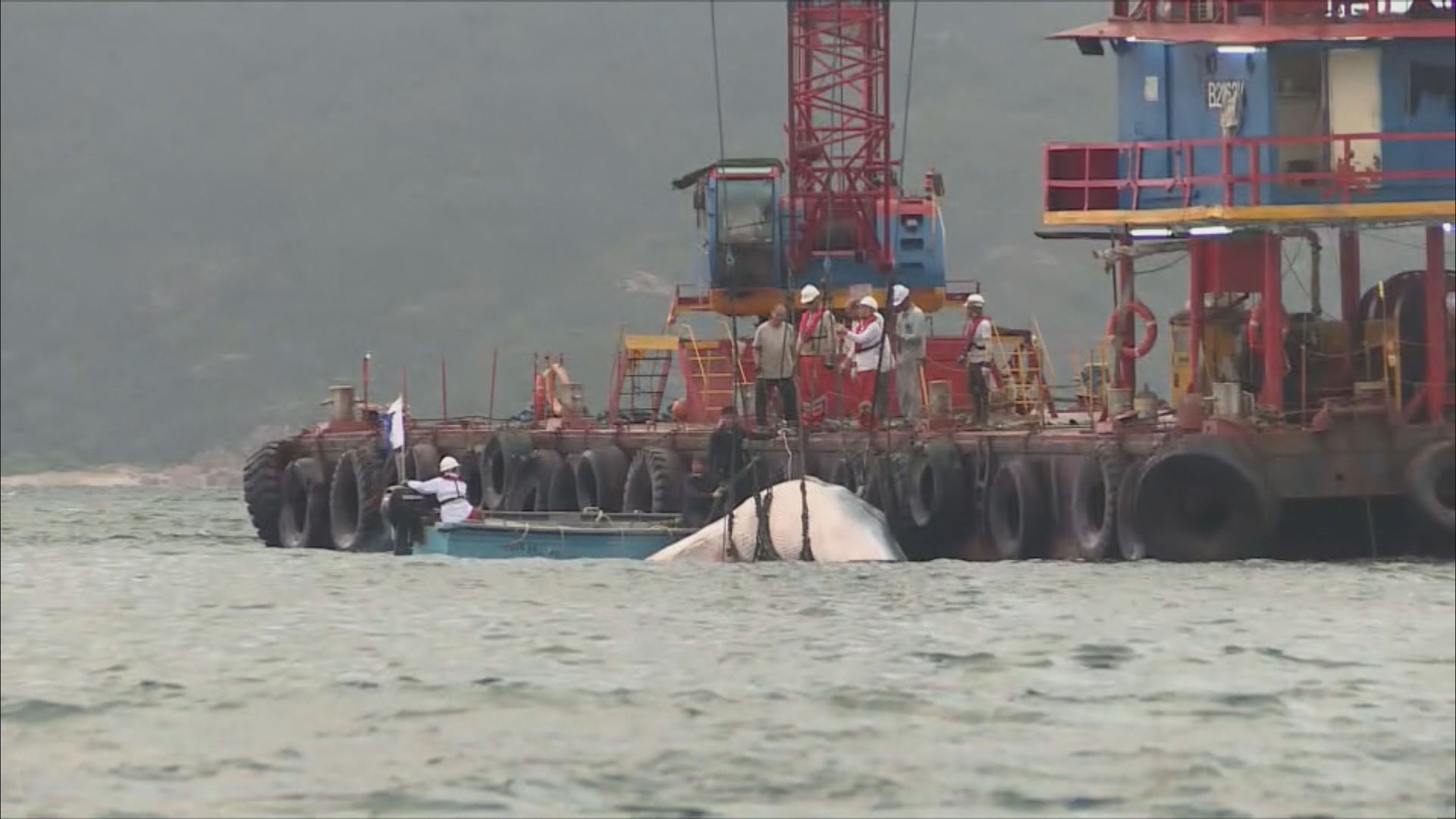 【足本全片】撈起鯨屍