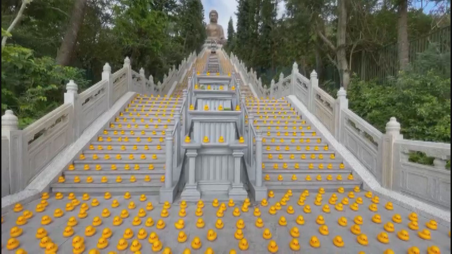 【直擊】近5000隻迷你黃鴨「快閃」天壇大佛