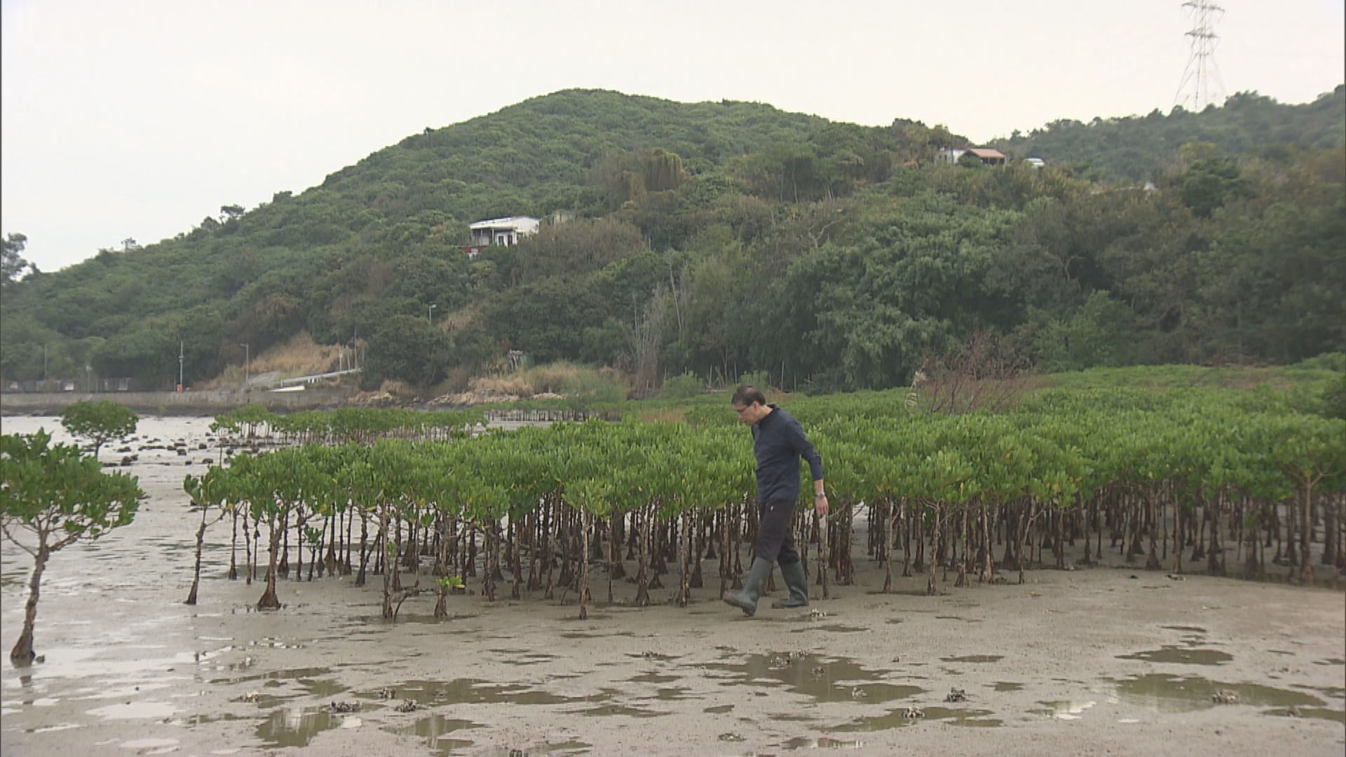 發展流浮山可能影響紅樹林及養蠔業
