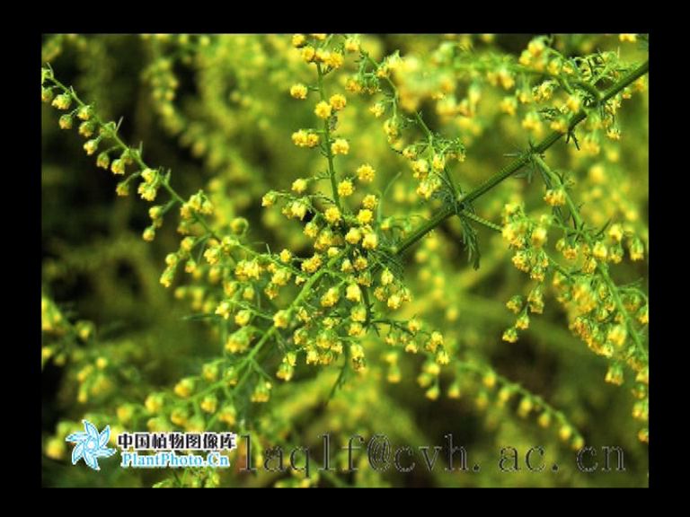 屠呦呦持續研發青蒿素療效