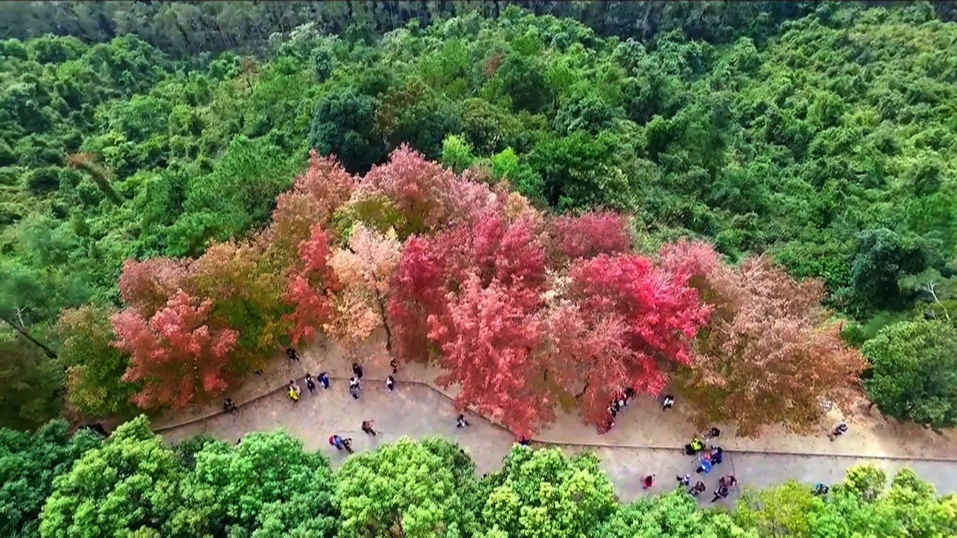 【經緯線】五分之二的香港（一）