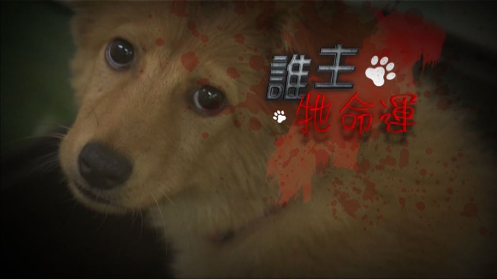 【經緯線】誰主牠命運