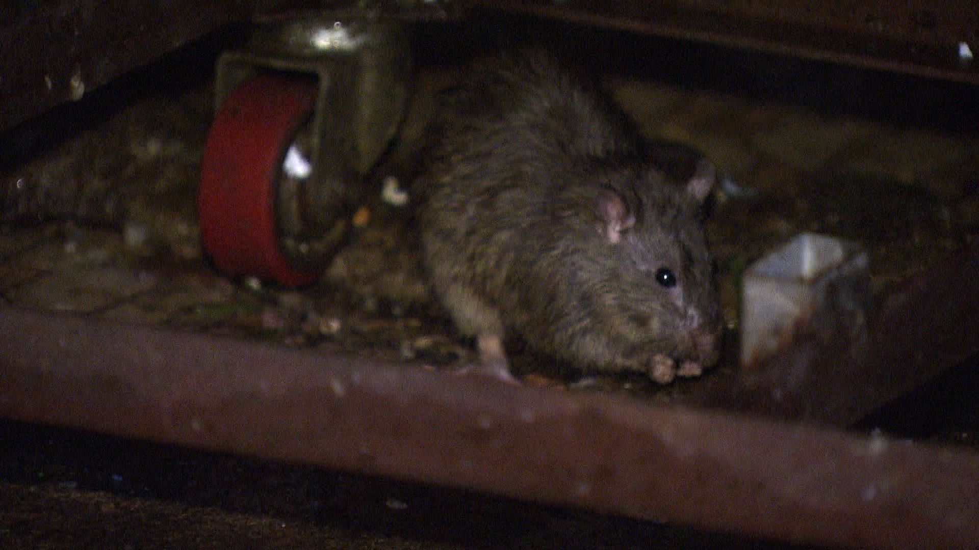 【經緯線】咪嚟老鼠（二）