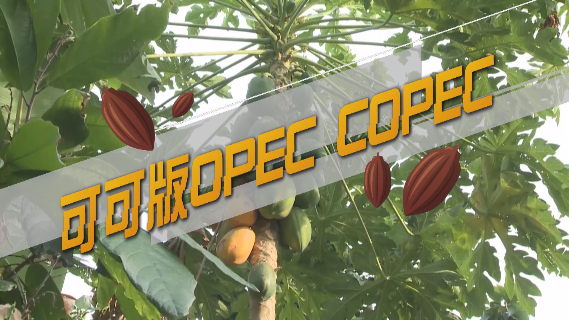 【新聞智庫】西非兩國擬成立可可版OPEC　加強保障農民生計