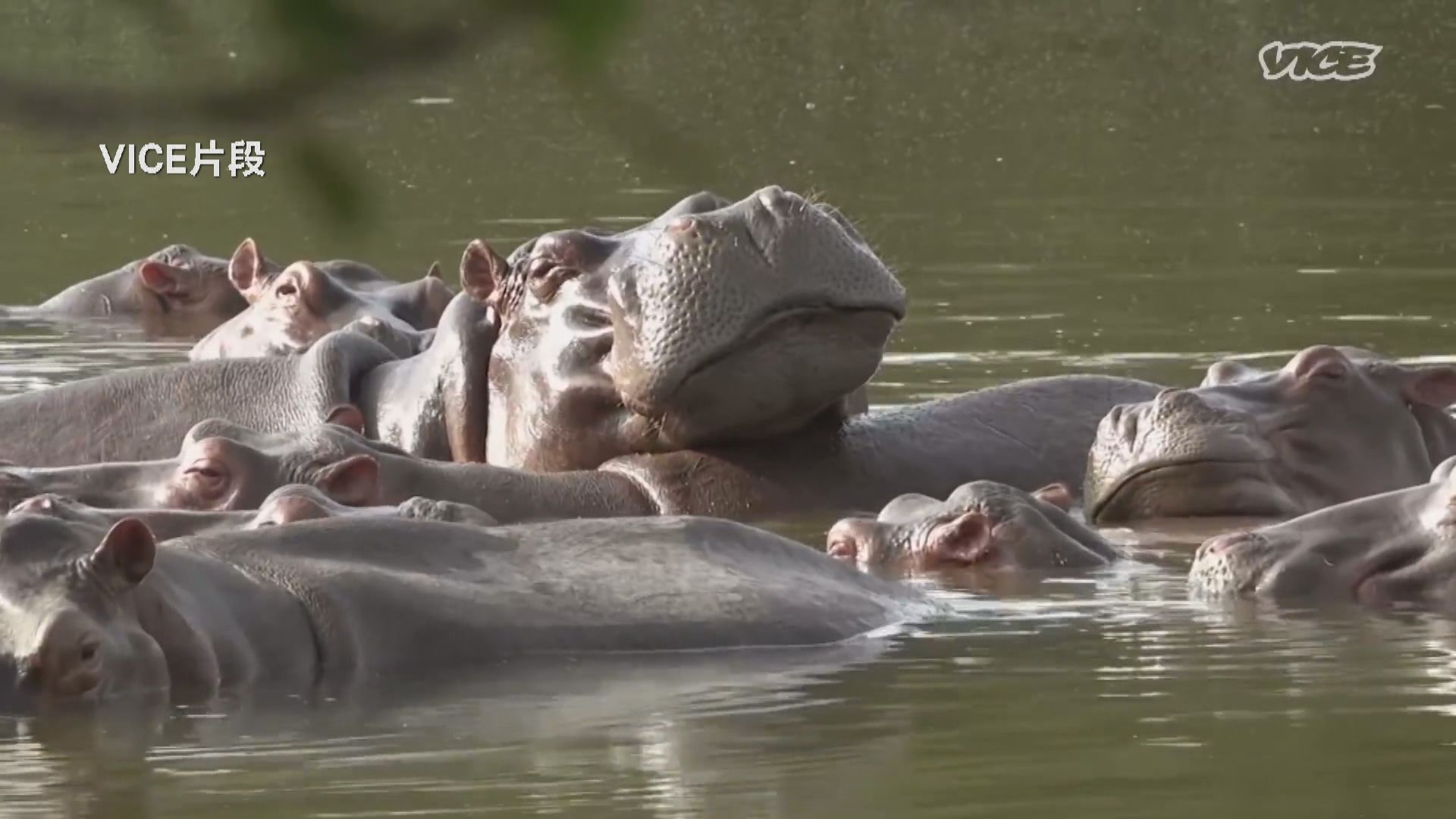 【新聞智庫】河馬也是「人」