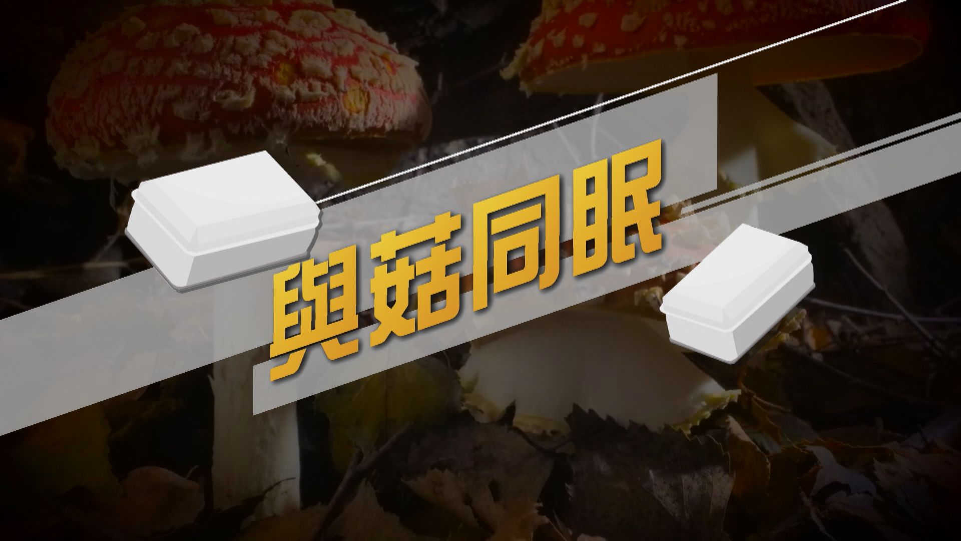 【新聞智庫】綠色殯葬： 與菇同眠