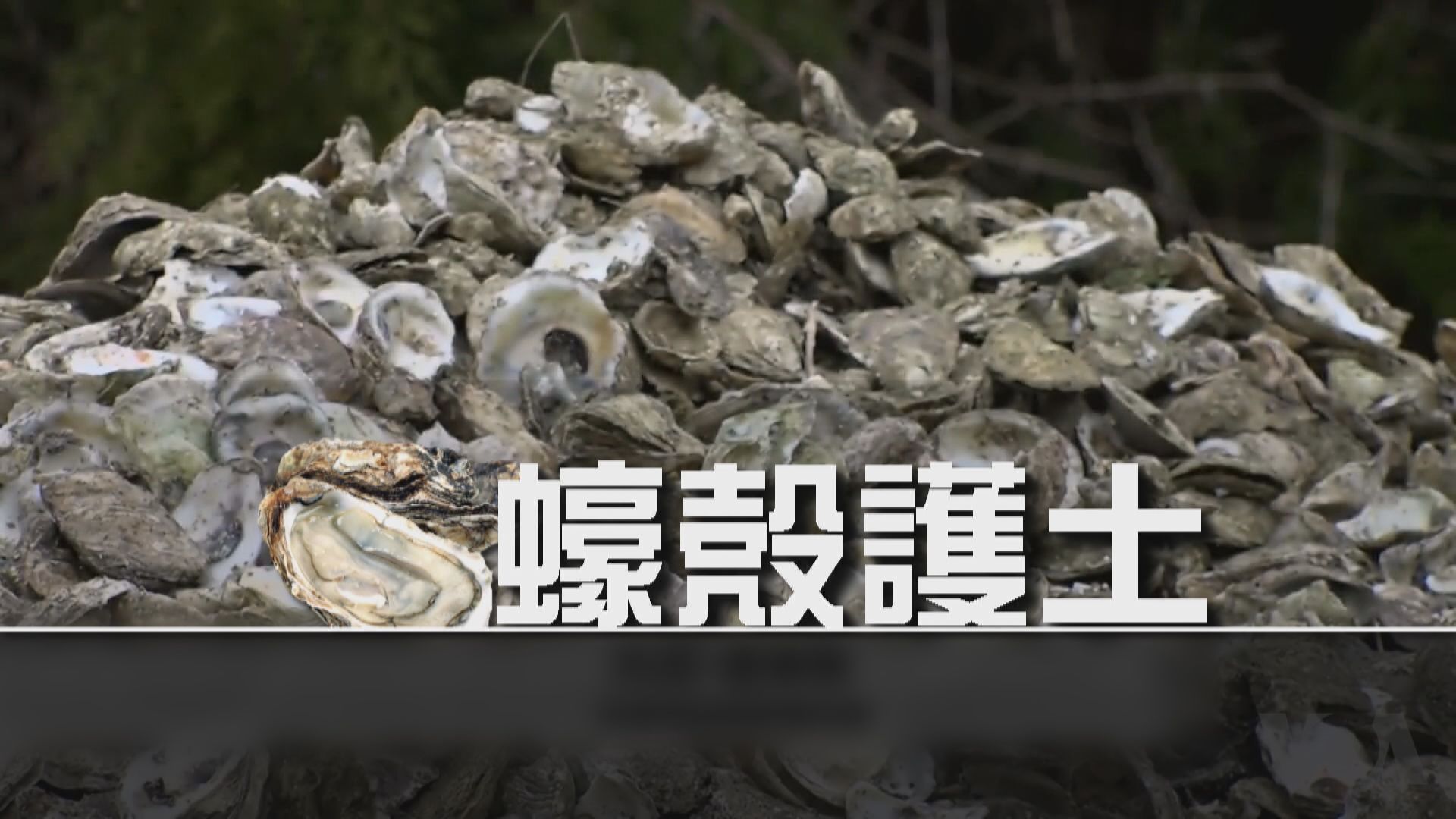 【新聞智庫】蠔殼護土