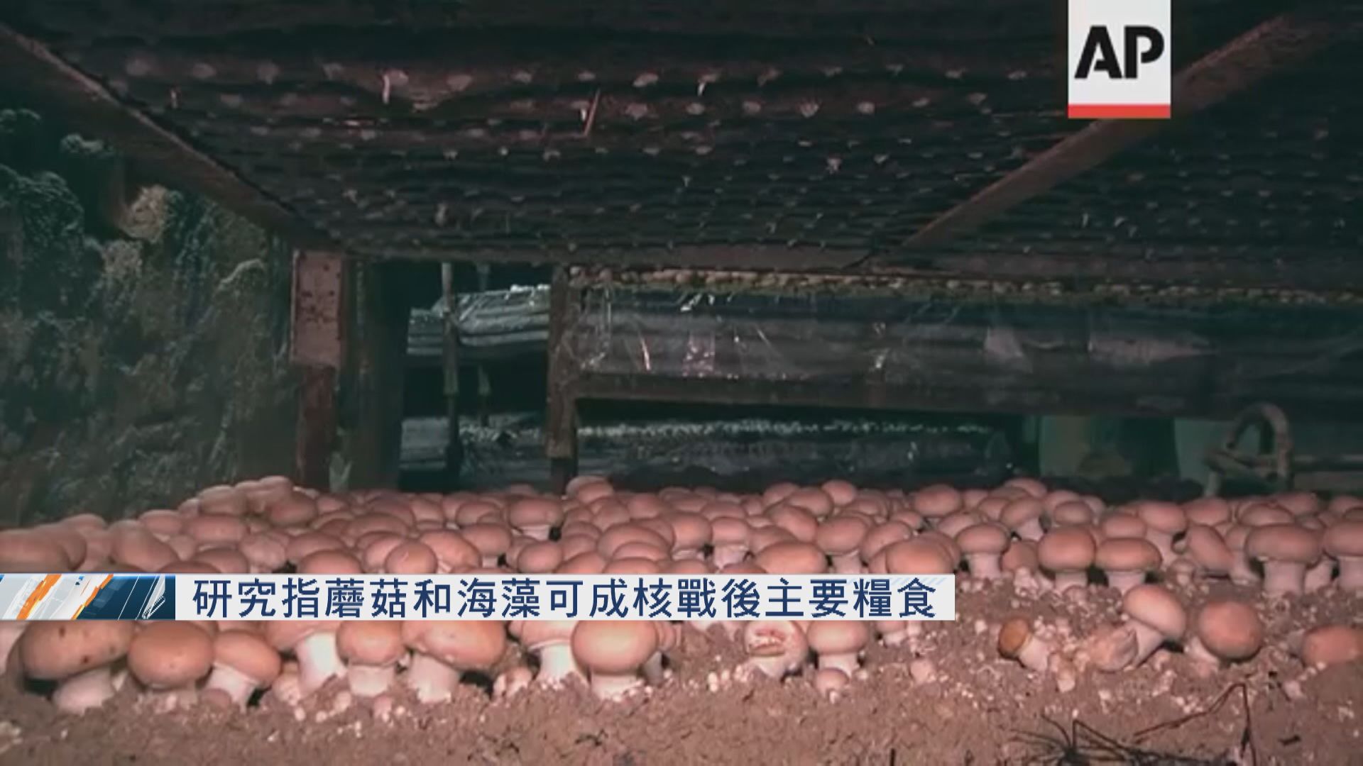 研究指蘑菇和海藻可成核戰後主要糧食