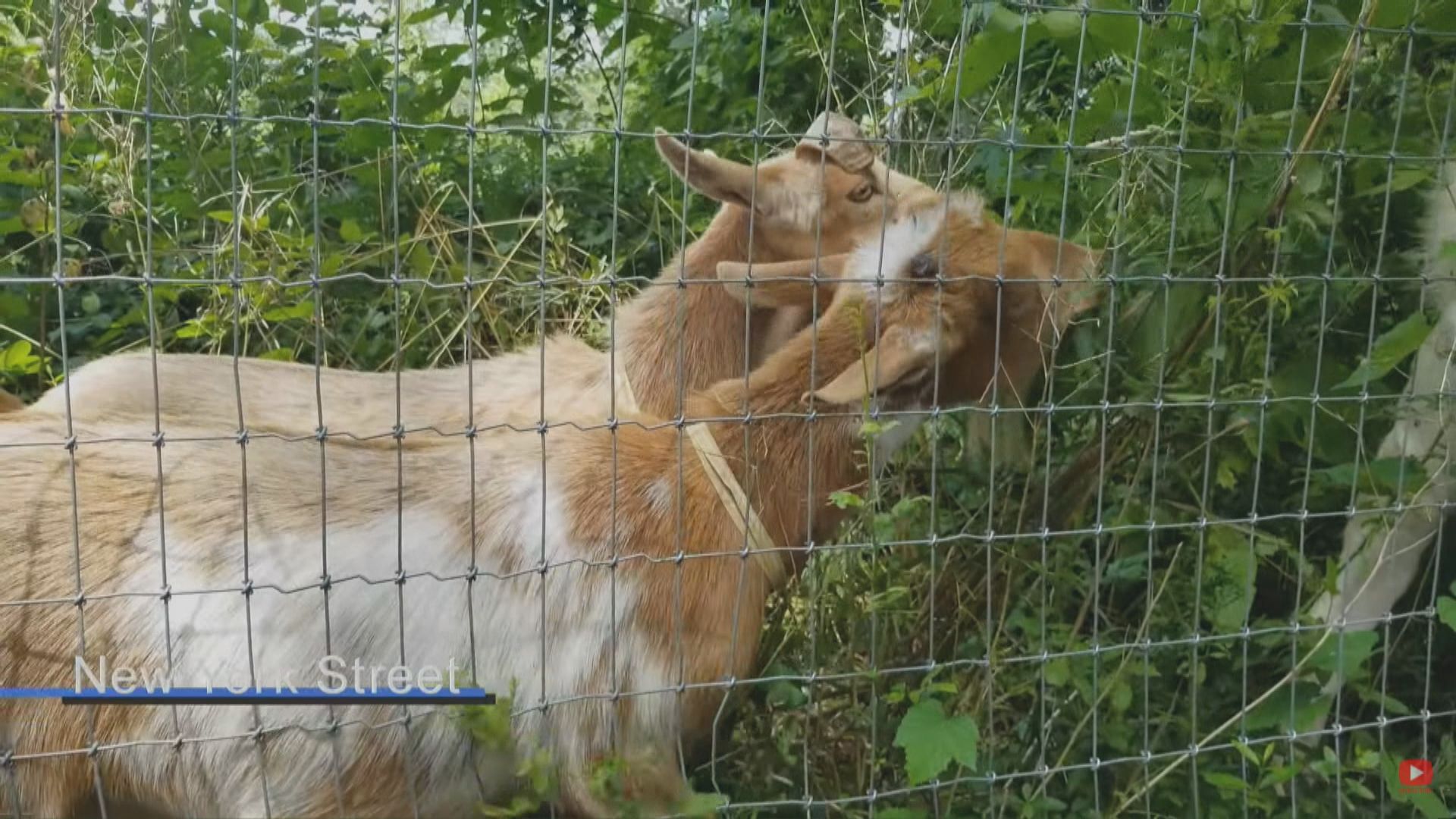 紐約有公園出動山羊除草