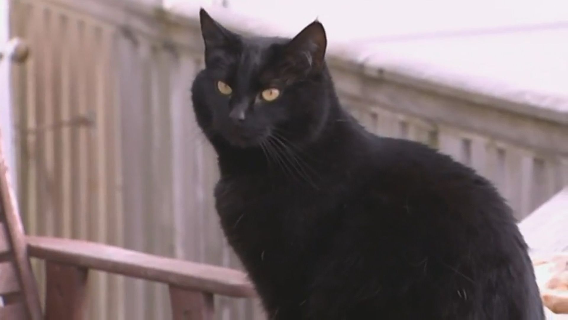 新西蘭小鎮建議禁貓惹反彈