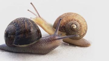 新西蘭蝸牛全國「招親」　四萬分之一機率尋交配對象