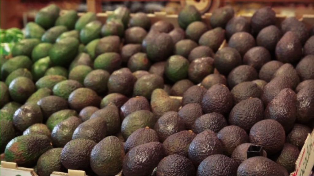 新西蘭牛油果果園被大規模偷竊