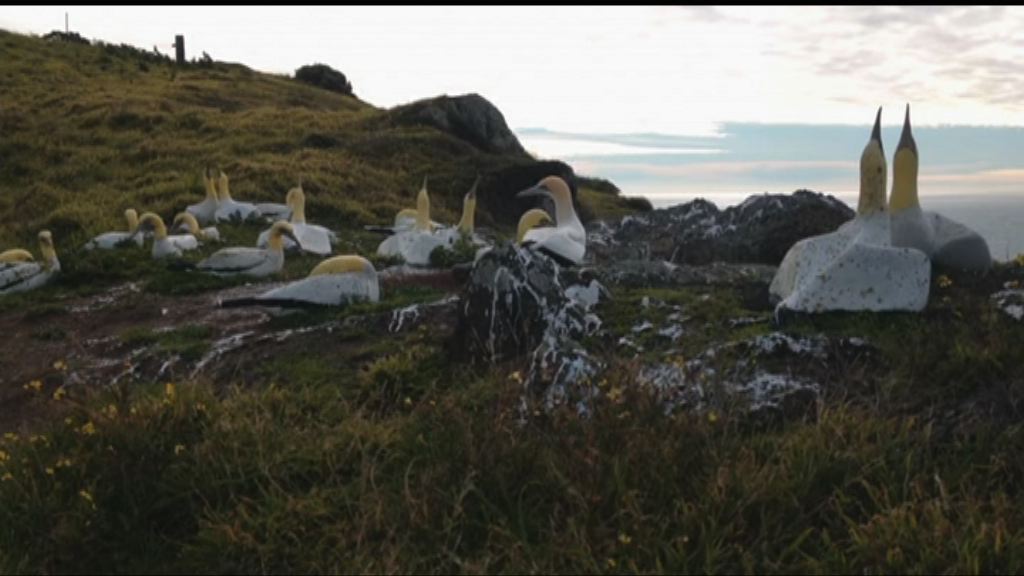 新西蘭塘鵝死在道具「同伴」旁