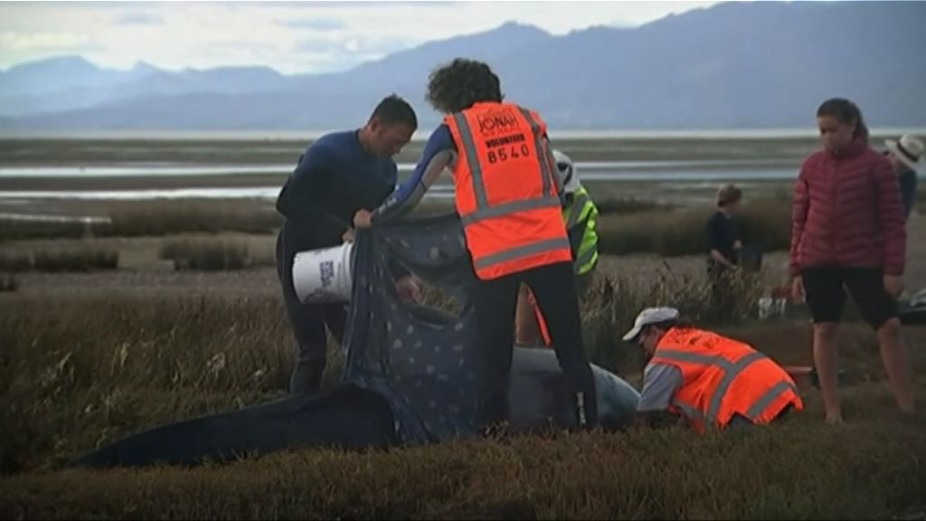 新西蘭擱淺領航鯨游回大海