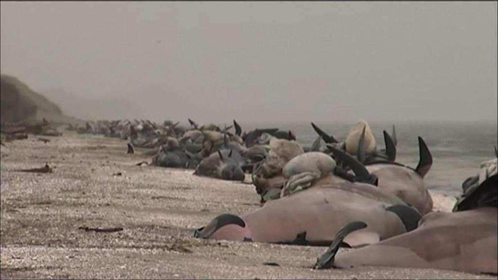 新西蘭當局清理擱淺鯨魚屍體